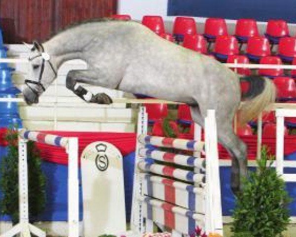 stallion Carson M&M (Oldenburg show jumper, 2010, from Carrico)