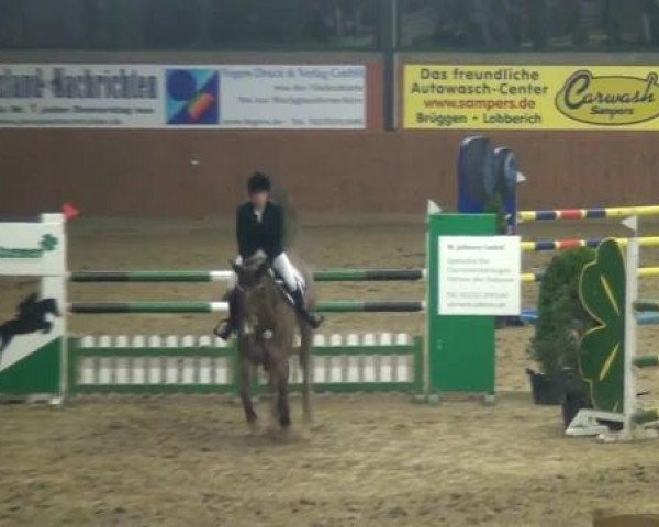 jumper Casanova Classico (Oldenburg show jumper, 2004, from Converter I)