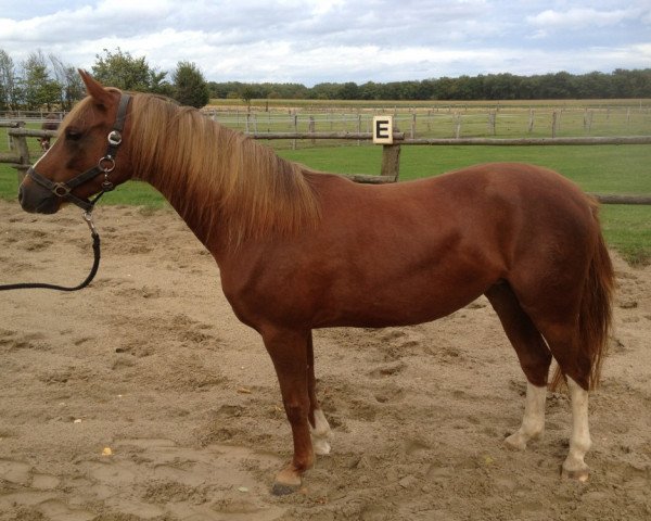 broodmare Top Quality Girl (German Riding Pony, 2008, from Top Gun I)