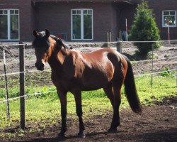 broodmare Gino's Pretty Girl (German Riding Pony, 2009, from Gentleman)