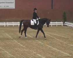 dressage horse Popov 5 (Rhinelander, 2002, from Rassija Pavlin)