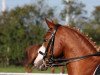 dressage horse Da Capo's Dancing Boy (German Riding Pony, 2003, from Da Capo)