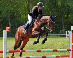 horse Hala Red Wine (Oldenburg show jumper, 2018, from Bentley van de Heffinck)