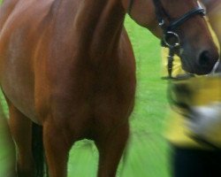 dressage horse Biyou Enya (German Riding Pony, 2002, from Eldorrado)