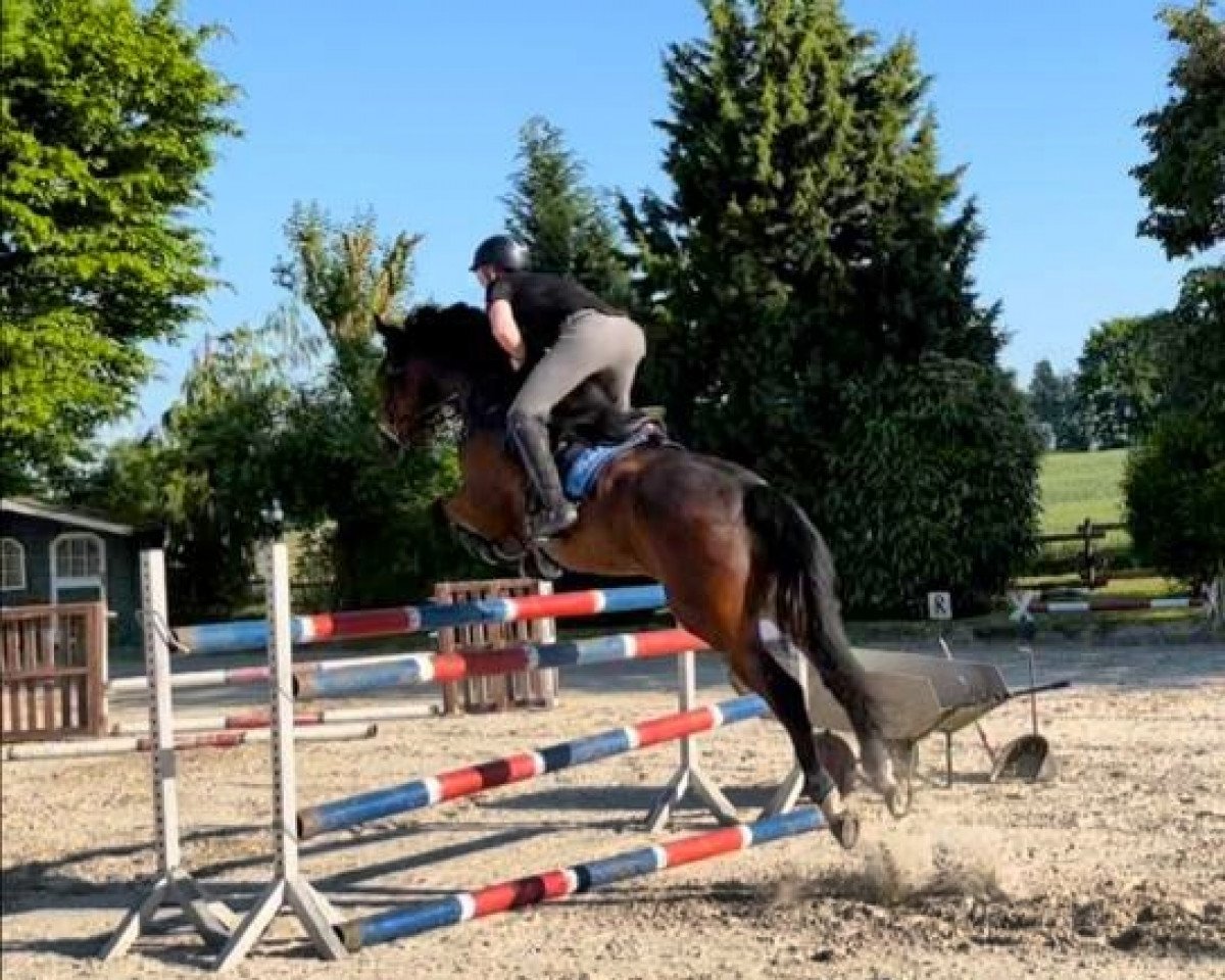 jumper All At Once 5 (German Sport Horse, 2016, from Appleby xx)