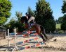 jumper All At Once 5 (German Sport Horse, 2016, from Appleby xx)