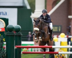 stallion Diktator van de Boslandhoeve (Belgian Warmblood, 2003, from Thunder van de Zuuthoeve)