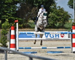 jumper Captain Cracker (Hanoverian, 2008, from Contendro I)