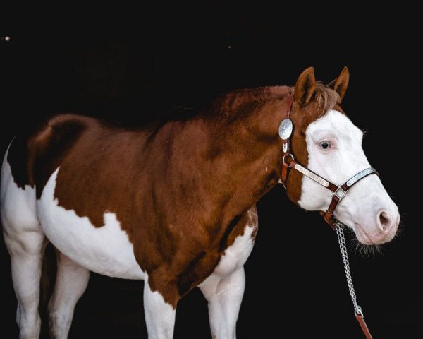 Deckhengst GIVE ME A SHOT (Quarter Horse, 2005, von Colonels Smoking Gun)