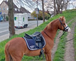 horse Spring Dreams Regina (Welsh-Pony (Section B), 2013, from Stougjeshoeve Eagle Eye)