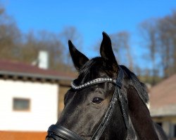 dressage horse Feriados (Deutsches Sportpferd, 2015, from Feriado)