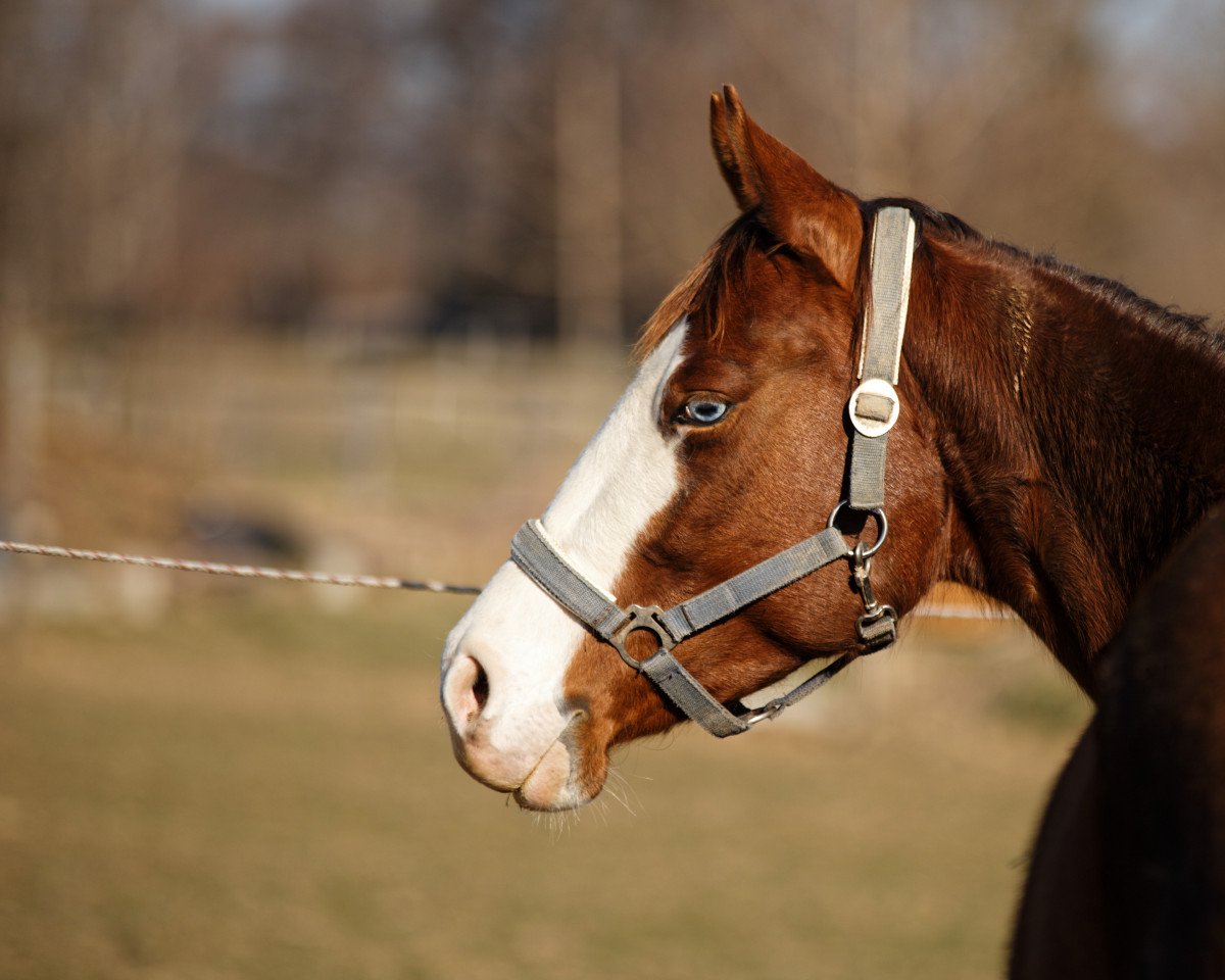 broodmare Csg my Eyes R my Gun (Quarter Horse, 2016, from Colonels Shining Gun)