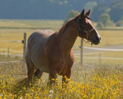 Zuchtstute QP Peptos Catwoman (Quarter Horse, 2015, von Rainboon Man)