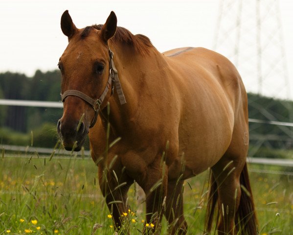 broodmare TWISTER CODY MAY (Quarter Horse, 2008, from DUN IT WITH A TWIST)