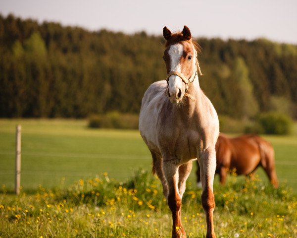 horse Boons Ruby Wildcat (Quarter Horse, 2021, from Redwhiteandblue Boon)