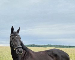 broodmare Shari Lee (Hanoverian, 2011, from Stolzenberg)