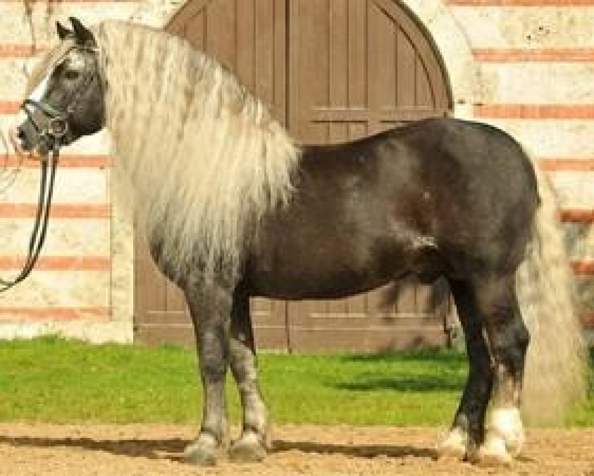 stallion Revisor (Black Forest Horse, 1991, from Retter)