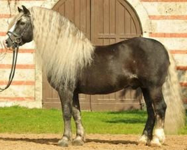 stallion Revisor (Black Forest Horse, 1991, from Retter)