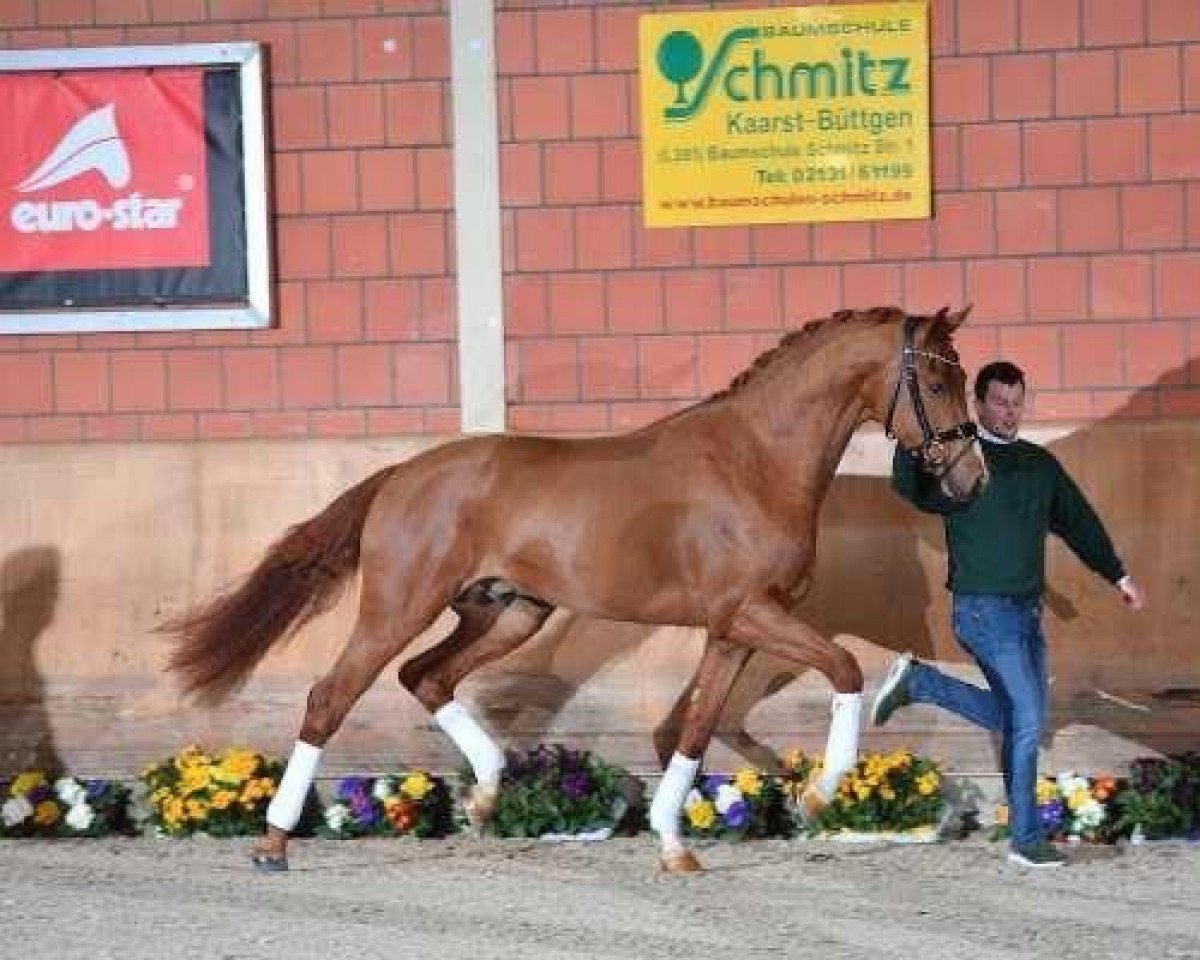 stallion Imani Aw (Hanoverian, 2017, from Asgard's Ibiza)