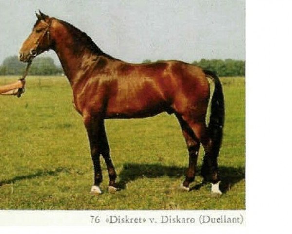 Deckhengst Diskret (Mecklenburger, 1982, von Diskaro)