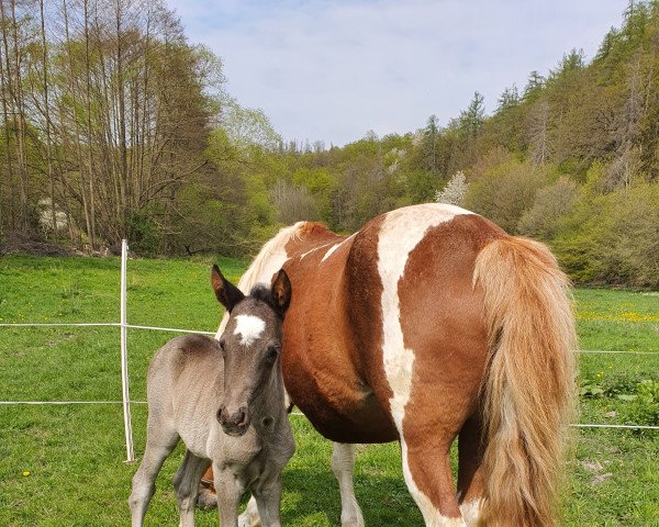 Pferd Cantarya (Deutsches Reitpony, 2022, von Coelenhage's Purple Rain)