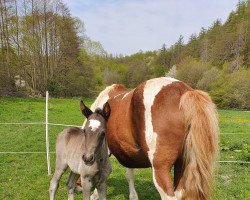 horse Cantarya (German Riding Pony, 2022, from Coelenhage's Purple Rain)