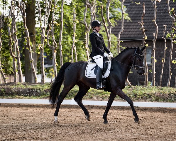 dressage horse Scuderio (Hanoverian, 2016, from Scuderia)