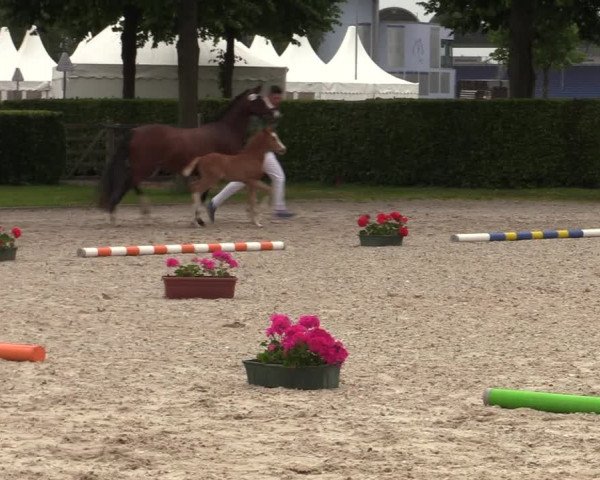 Euregio-Pferdeschau Aachen 2022