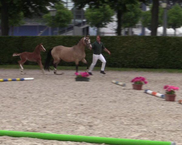 Euregio-Pferdeschau Aachen 2022