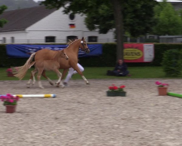 Euregio-Pferdeschau Aachen 2022