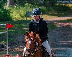 jumper Destiny (German Riding Pony, 2015, from Doctor House)