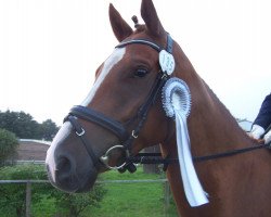 dressage horse Kalif 240 (Mecklenburg, 2004, from Kornfink)