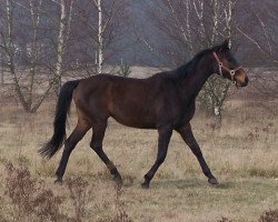 broodmare Sturmfeder xx (Thoroughbred, 1989, from Aspros xx)