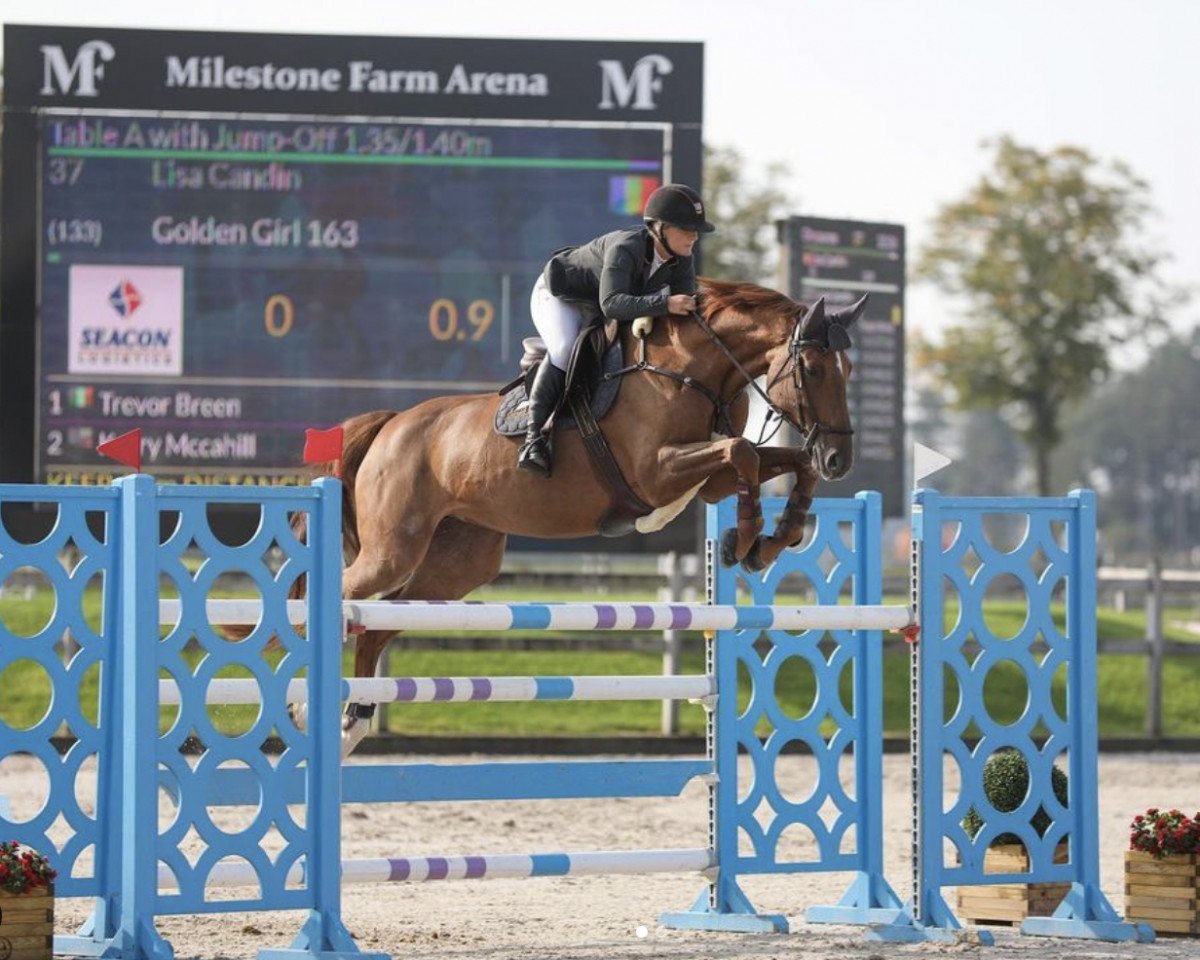 jumper Golden Girl 163 (Holsteiner, 2009, from Baloubet du Rouet)