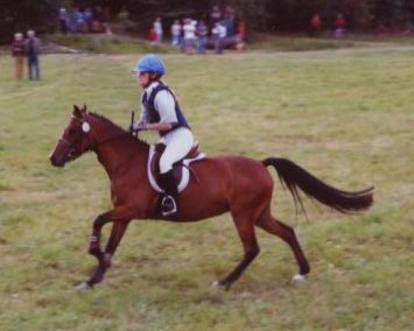 broodmare Alsura's Rapid Lady (German Riding Pony, 2001, from 't Gold'n Hamrik's Boy)