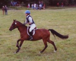 Zuchtstute Alsura's Rapid Lady (Deutsches Reitpony, 2000, von 't Gold'n Hamrik's Boy)