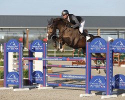 jumper Pride of The Lowlands Bh (Zangersheide riding horse, 2015, from Darco)