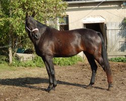 broodmare Libelle 299 (Mecklenburg, 2008, from Lassito)