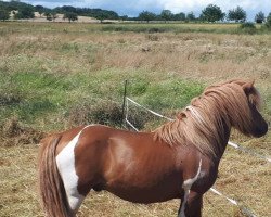 horse Ascari (Shetland Pony, 2017, from Ambitie van de Zandkamp)