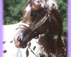 stallion TT Mighty Tango (Appaloosa, 1991, from The Totem)