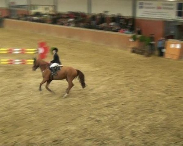 jumper Waxenstein (Hanoverian, 2000, from Wolkenstein II)