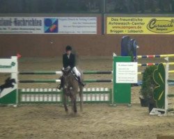 jumper Casanova Classico (Oldenburg show jumper, 2004, from Converter I)