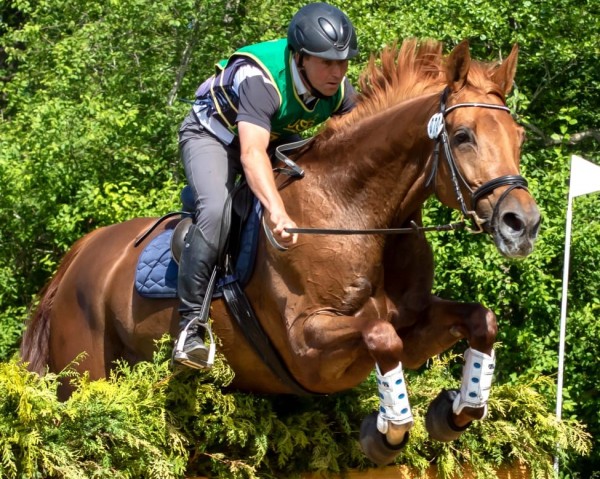 broodmare Sonnenlicht (Trakehner, 2013, from Dramatiker)