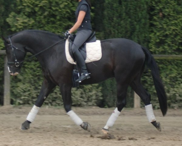 dressage horse Encanto Nemo (Westphalian, 2008, from Ehrenpreis)