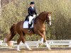 dressage horse Walk On Top K (Hanoverian, 2005, from Worldly I)