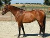 broodmare Emma von Pfaffenbach (German Warmblood, 2006, from Limaro M)