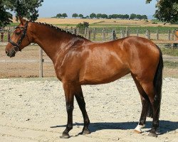 broodmare Emma von Pfaffenbach (German Warmblood, 2006, from Limaro M)