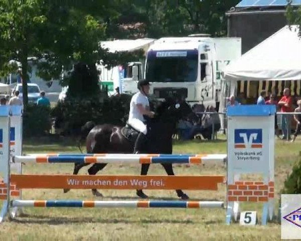 jumper Energy 15 (Hanoverian, 2003, from El Bundy)