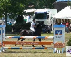 Springpferd Energy 15 (Hannoveraner, 2003, von El Bundy)