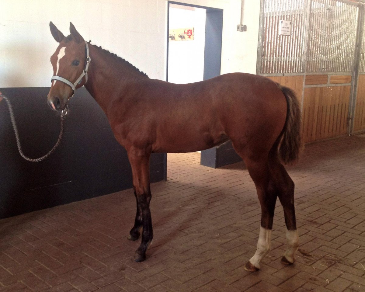jumper Goldie Hawn (Hanoverian, 2012, from Goldfever 3)